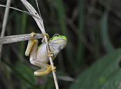 boomkikker (hyla arborea) 9633